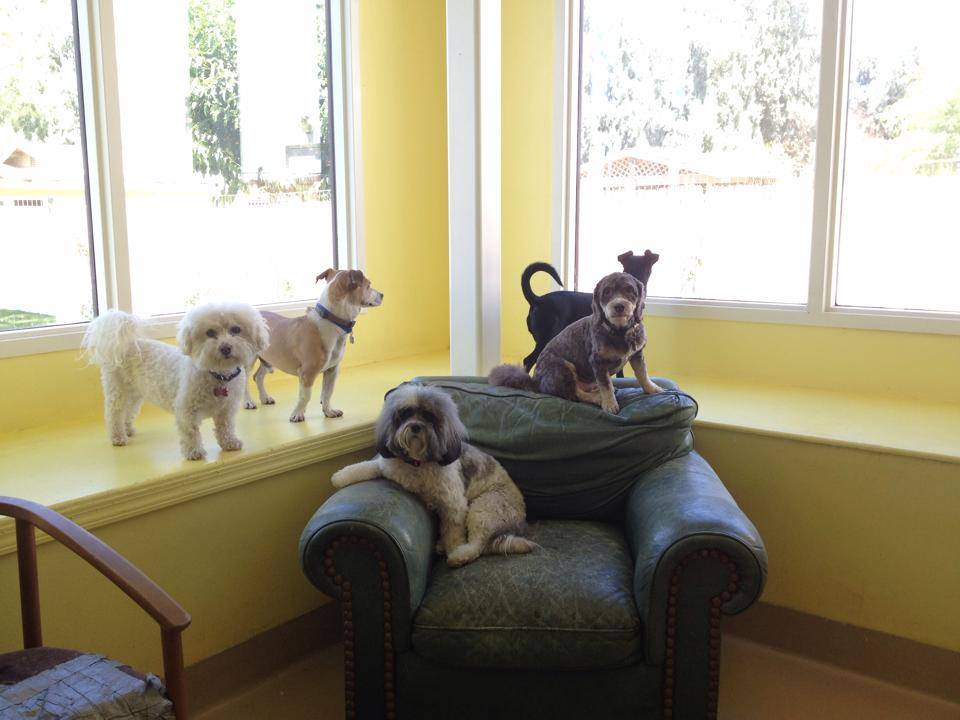 Where To Board Pets in Coachella, CA When You Take Your Summer Vacation