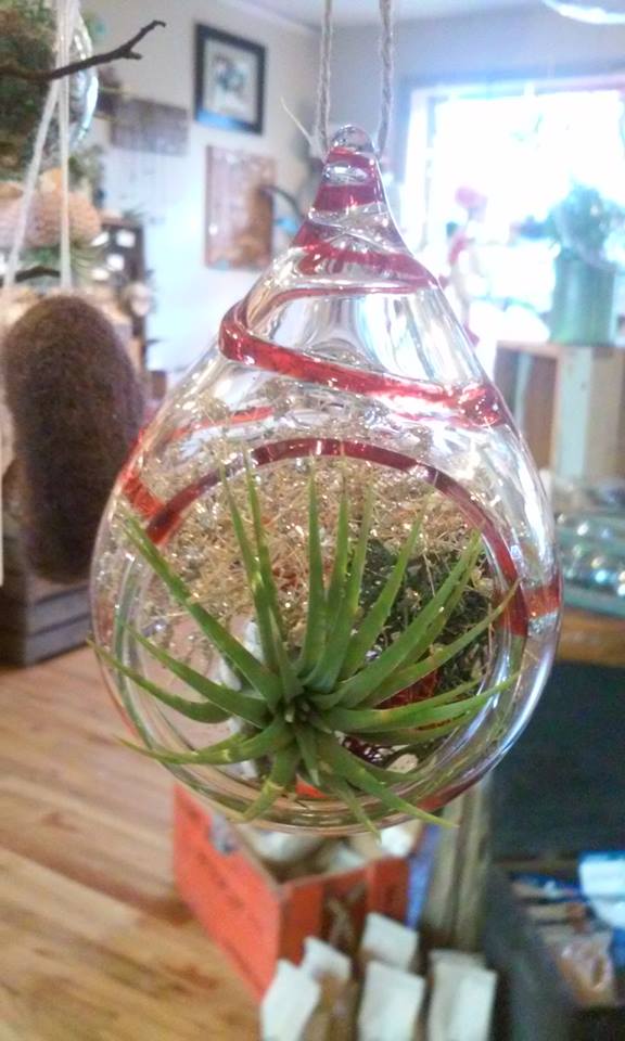 Blown glass planters with air plants from hammer + vine in Portland, OR